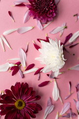 red pink white flowers and petals against a pink background