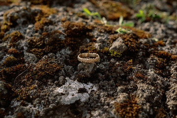 Isolated luxury gold embossed wedding band ring elopement detail shot