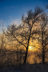Fototapeta na wymiar Trees covered with hoarfrost at sunset