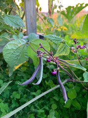 Purple bush beans blossom next to tomato trellises