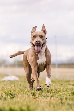 American Pit Bull Terrier running lure course dog sport