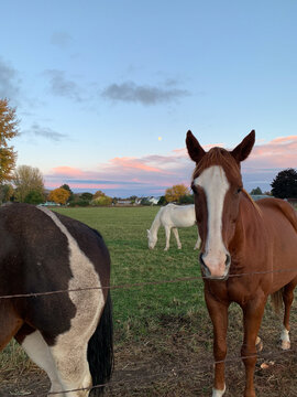 Friendly brown horse at fence during evening feed