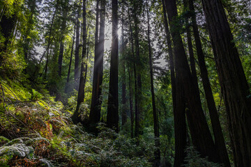 Sunbeams pierce through a redwood forest