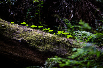 Young plants growing on a redwood on the ground