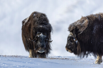 In winter, a musk ox looks in our direction