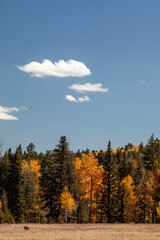Trees changing colors with season vertical