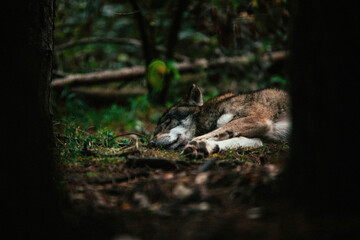 Sleeping Wolf Resting Under Tree in Forest