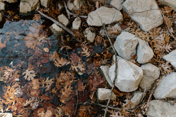 Rocks, sticks and fallen leaves floating in a creek