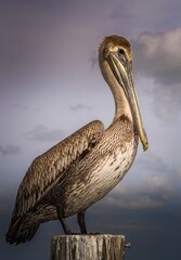 Brown Pelican Perched on Wooden Post Against Sky