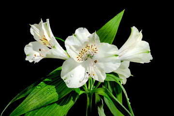 White Alstroemeria flower on black background