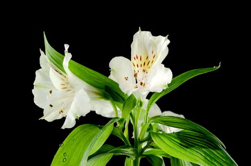 White Alstroemeria flower on black background