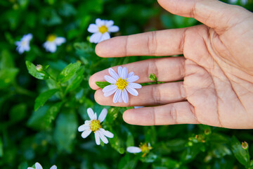 Close-up view of  woman hand touching white daisy flower