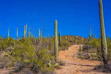 A long slender Saguaro Cactus in Tucson, Arizona