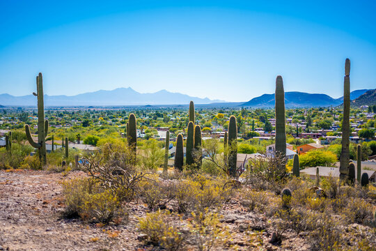 A long slender Saguaro Cactus in Tucson, Arizona