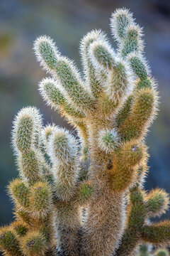 A Teddy Bear Cholla in Tucson, Arizona