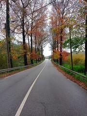 Fototapeta premium road in colorful autumn forest