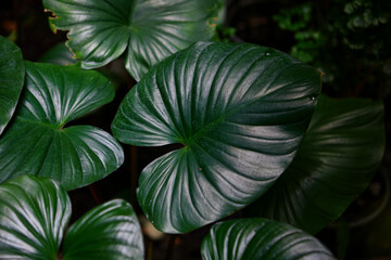 Full frame shot of king of hearts leaf  on plant