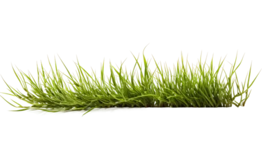 Foto op Aluminium Picturesque Landscape with the Soft Embrace of Centipede Grass on a White or Clear Surface PNG Transparent Background. © Usama