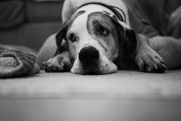 Black and white image of Great Dane with sad eyes
