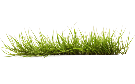 Picturesque Landscape with the Soft Embrace of Centipede Grass on a White or Clear Surface PNG Transparent Background.