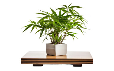 Fototapeta na wymiar Space with a Table Featuring a Potted Bamboo Plant on a White or Clear Surface PNG Transparent Background.