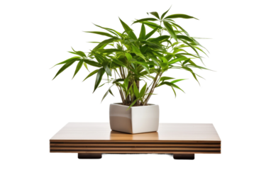 Space with a Table Featuring a Potted Bamboo Plant on a White or Clear Surface PNG Transparent Background.