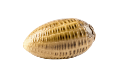 Peer into the Wonders of Life Originating from a Grasshopper Egg on a White or Clear Surface PNG Transparent Background.
