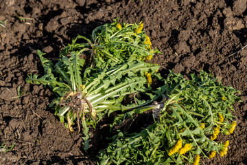 Gardening, weeding. Dandelion weeds pulled out of the ground
