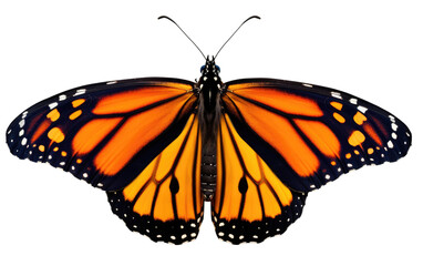Fototapeta na wymiar Witness the Graceful Dance of Nature Winged Beauties, the Butterfly on a White or Clear Surface PNG Transparent Background.