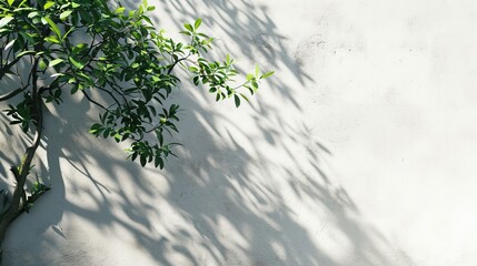 Enhance product presentation with the shadow of tree branches and leaves on a white concrete wall, illuminated by sunlight, creating a sunny day scene, Ai Generated.