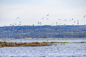 Flock of Black-headed gulls flying at an island in a lake