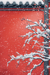 Chinese style plum blossoms in front of the red wall after snow.