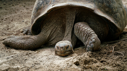 A giant Espanola tortoise looking tired in the heat of the day