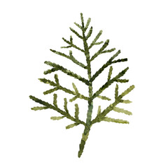 watercolor illustration of thuja twigs and cones, hand-drawn thuja twigs.