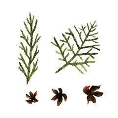 watercolor illustration of thuja twigs and cones, hand-drawn thuja twigs.