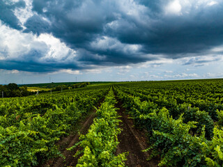 Fototapeta na wymiar aerial view over rows of vine yards in moldova with epic loudy sky