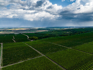 Fototapeta na wymiar aerial view over rows of vine yards in moldova with epic loudy sky
