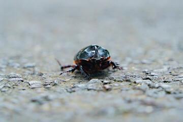 The rhinoceros beetle.
Yang Bay Ecopark in Vietnam near Nha Trang.
