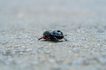 The rhinoceros beetle.
Yang Bay Ecopark in Vietnam near Nha Trang.