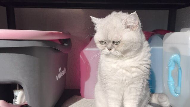 close view of Persian cat basking in the sun, captivating with its adorable gaze and graceful beauty