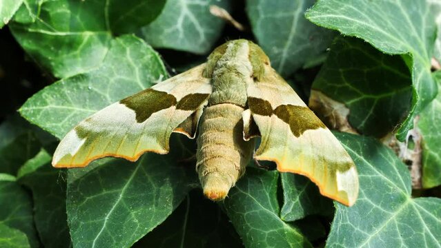 Close up zoom in shot of Lime Hawk Moth resting on green foliage
