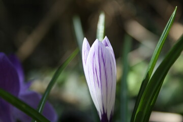 a nice nature pictures, with flowers plants and trees.