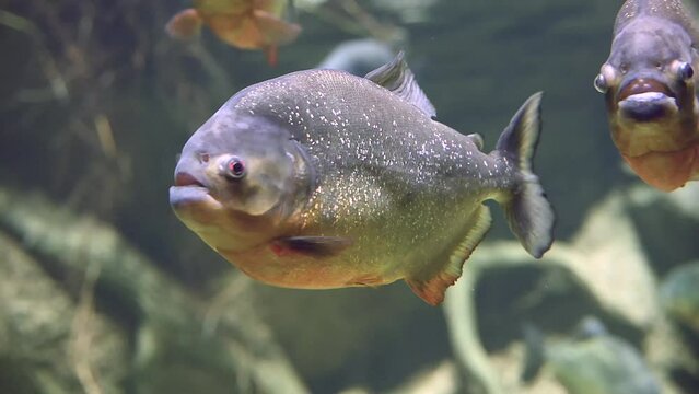 Predatory hungry freshwater red bellied piranha fish swimming in Amazon river water in South America jungle. Flock of piranhas close-up view. 4k super slow motion raw cinematic footage