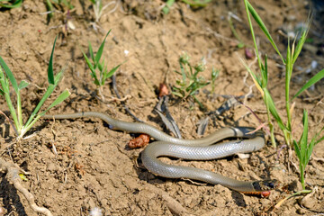 Kopfbinden-Zwergnatter // Ring-headed dwarf snake (Eirenis modestus) - Dalyan, Türkei