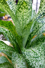White and green leaves of dracaena Hybrid, Jt Stardust