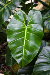 Beautiful leaves of philodendron plant