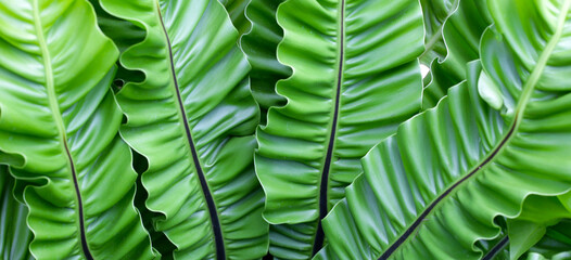 Green leaves of asplenium nidus plant