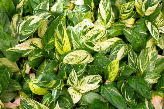 Stachyphrynium repens variegata plant in the garden