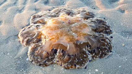 Cotylorhiza tuberculata or Cassiopea Mediterranea beached on the beach of the Adriatic sea in Italy