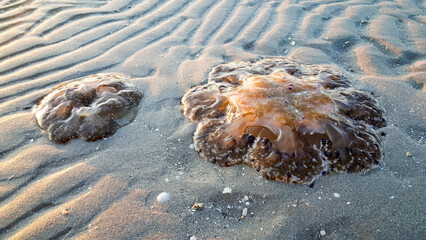 Cotylorhiza tuberculata or Cassiopea Mediterranea beached on the beach of the Adriatic sea in Italy